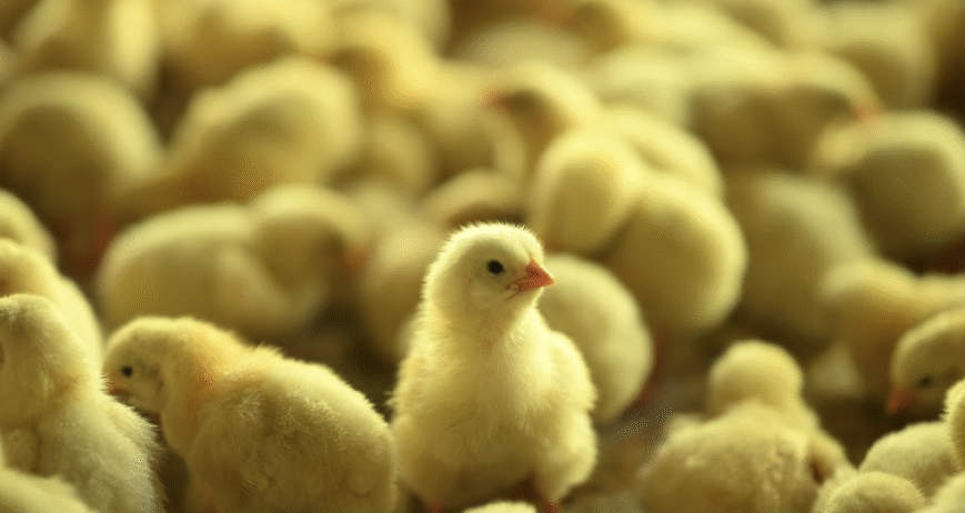 Avee 395 day-old chicks deliver strong early growth, high uniformity, and excellent field adaptability. Bred for Indian tropical conditions, they offer consistent performance and low early-stage mortality.