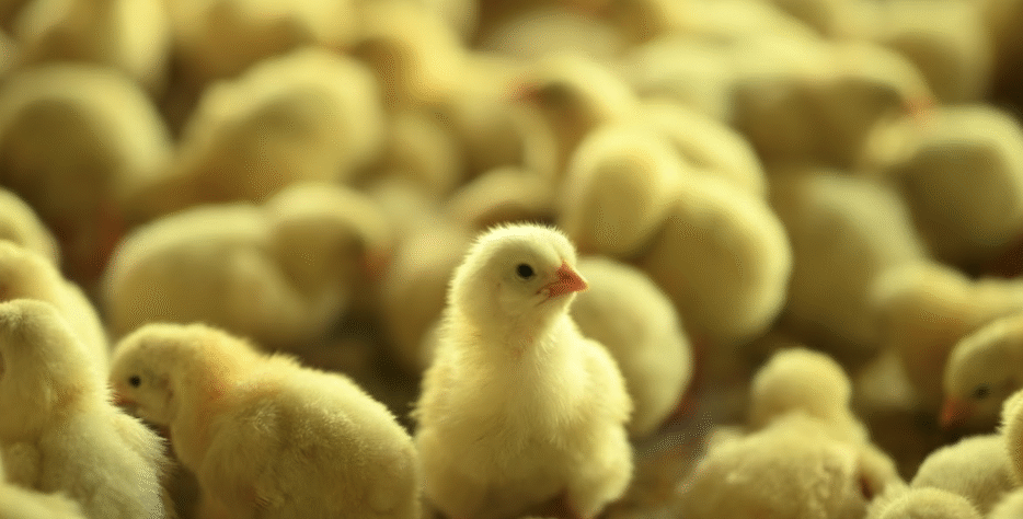 Avee 395 day-old chicks deliver strong early growth, high uniformity, and excellent field adaptability. Bred for Indian tropical conditions, they offer consistent performance and low early-stage mortality.