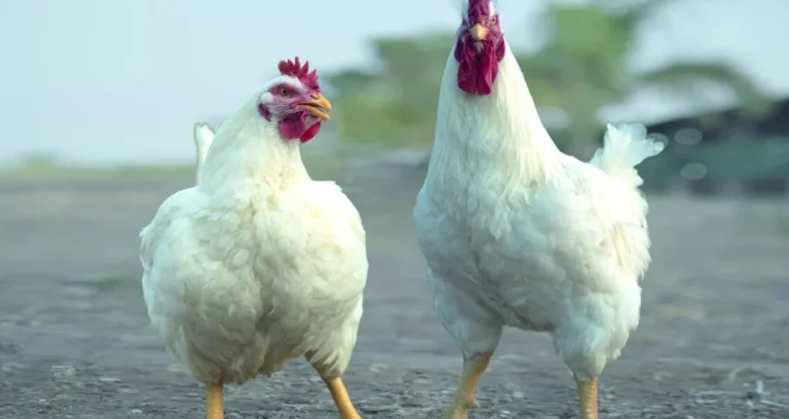 Delivers consistent fertility and hatchability with strong genetic stability. Optimized for higher production cycles with low mortality and uniform growth. Designed for reliable performance in both controlled and open farm environments.