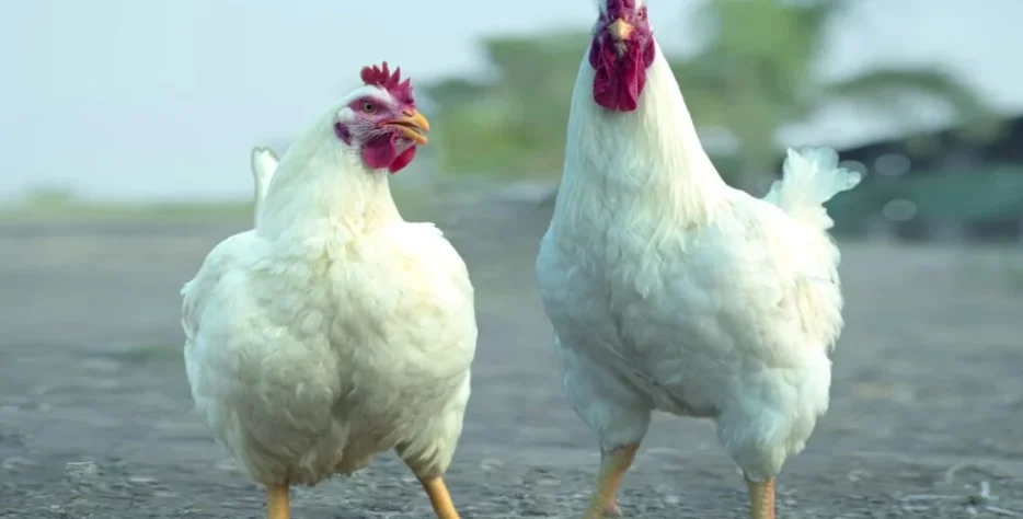 Delivers consistent fertility and hatchability with strong genetic stability. Optimized for higher production cycles with low mortality and uniform growth. Designed for reliable performance in both controlled and open farm environments.