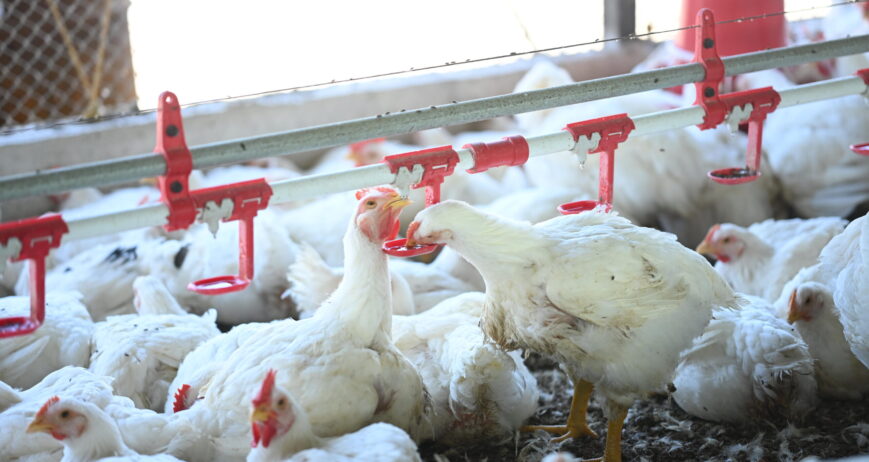 Join thousands of poultry farmers through our contract farming model, supported with robust genetics, fair pricing, and a strong support system.