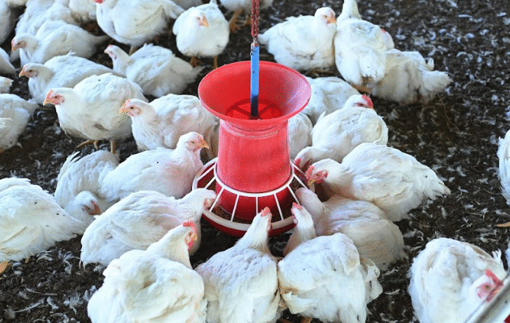 Fast growth, excellent feed conversion, and strong adaptability across climates. Delivers uniform body weight, good meat yield, and a superior meat-to-bone ratio, engineered for profitable performance from small farms to large integrations.