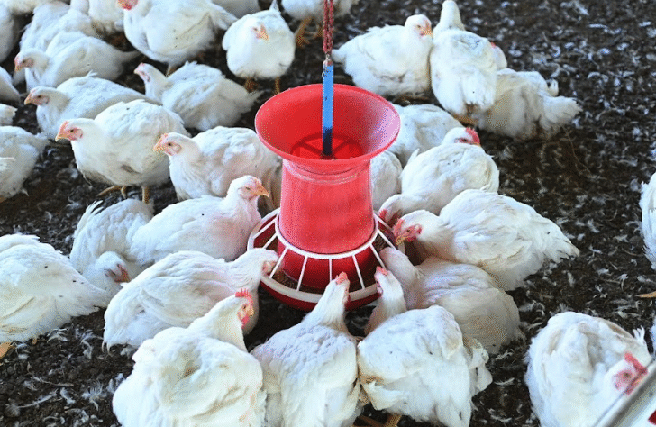 Fast growth, excellent feed conversion, and strong adaptability across climates. Delivers uniform body weight, good meat yield, and a superior meat-to-bone ratio, engineered for profitable performance from small farms to large integrations.