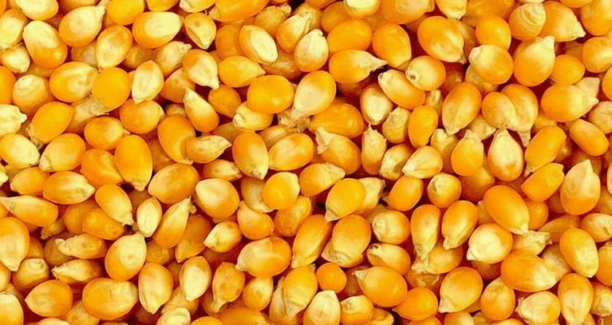 Feed is the backbone of poultry farming. By supplying maize and soya to Avee, you become part of our integrated supply chain, ensuring quality nutrition for millions of birds.